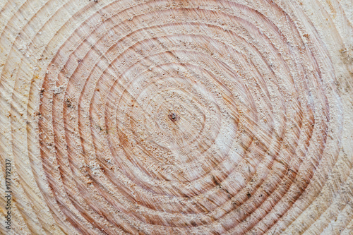 Tree rings on freshly cut evergreen, close up