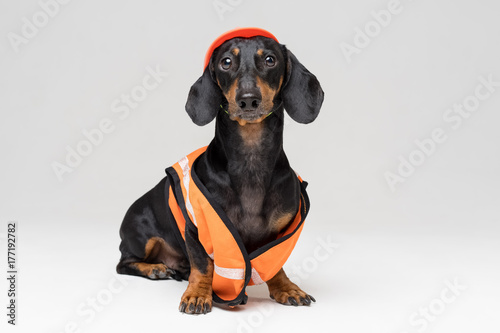 funny dog builder dachshund in an orange construction helmet and a vest  isolated on gray background