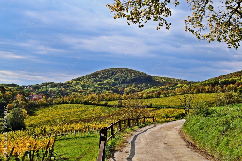 Obraz premium Wien, Kahlenberg, Weingüter