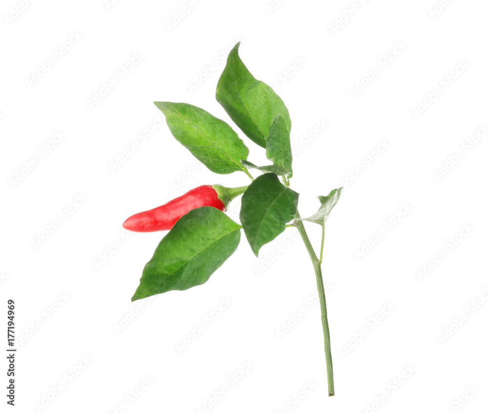 Chili pepper branch, isolated on white Chili pepper branch, isolated on white