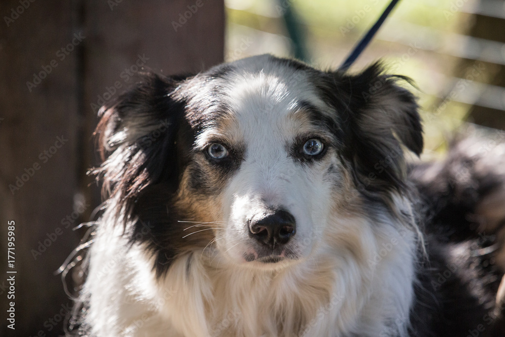 Border collie Border collie
