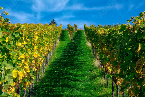 Vineyard Rows Wine Outdoors Daytime Changing Seasons Fall Autumn Leaves Colorful Farming Agriculture Warm Colors Green