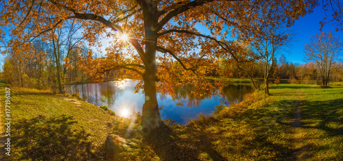 Panorama of the autumn park. A tree with golden foliage.
