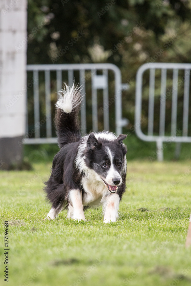 Border collie Border collie