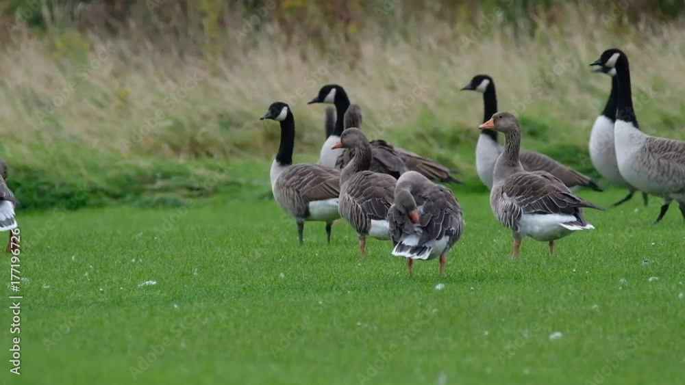 Greylag and Canada gees in field. Greylag and Canada gees in field.