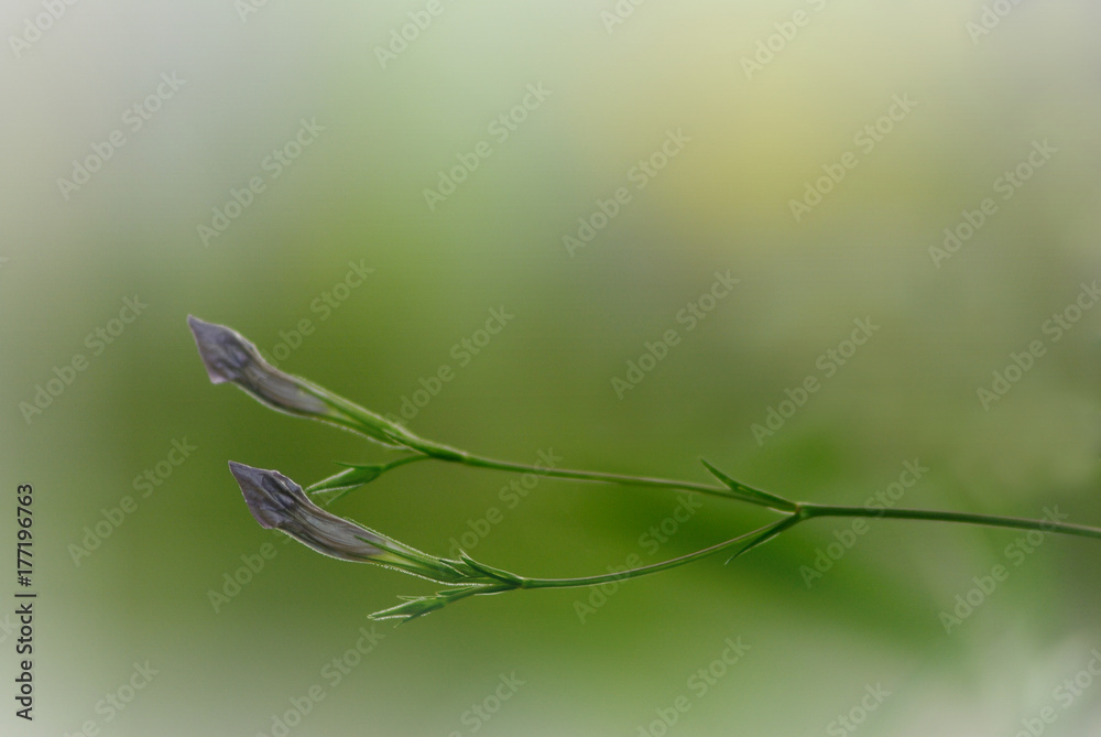 purple flower bud (Ruellia tuberosa) purple flower bud (Ruellia tuberosa)