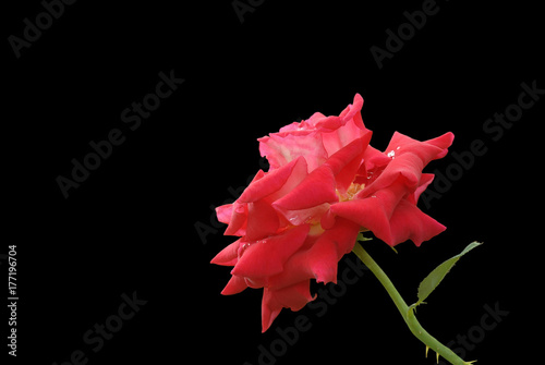 pink rose isolated on black background