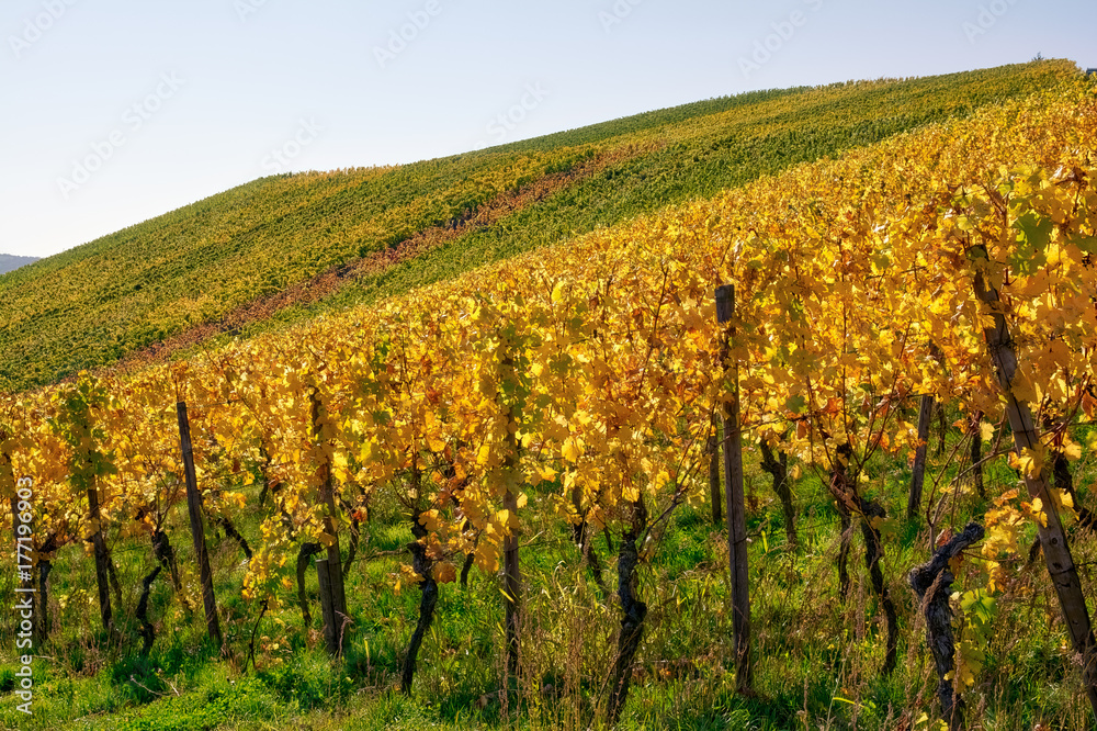 Fototapeta premium Vineyard Rows Wine Outdoors Daytime Changing Seasons Fall Autumn Leaves Colorful Farming Agriculture Warm Colors