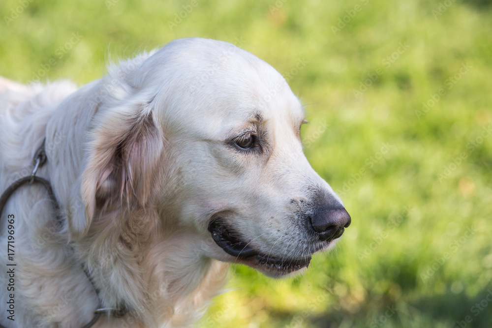 Golden retrivers Golden retrivers