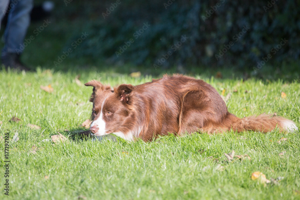 Naklejka premium Border collie