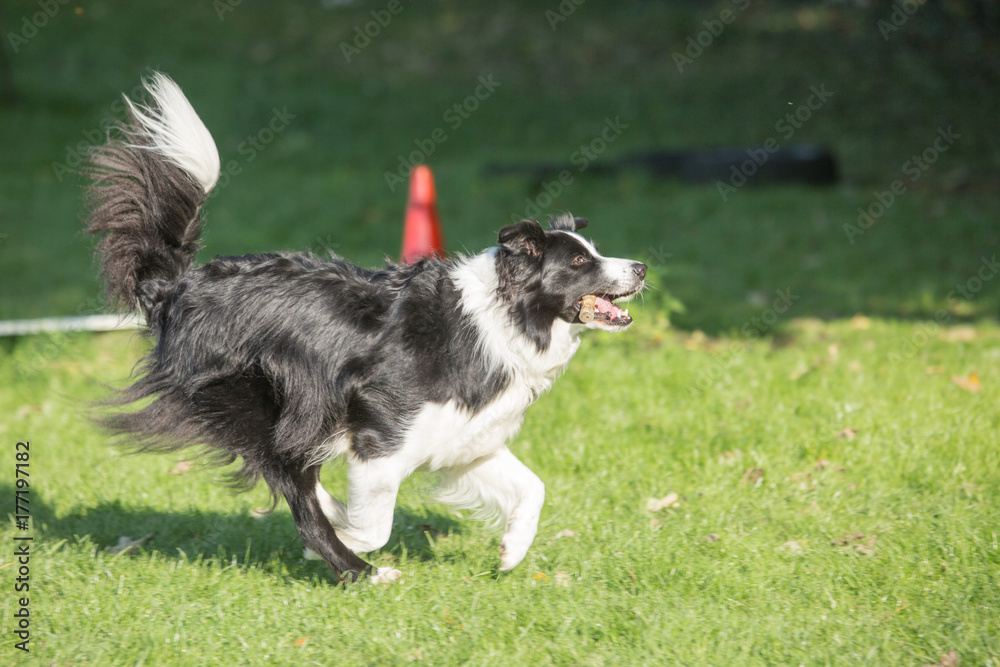 Border collie