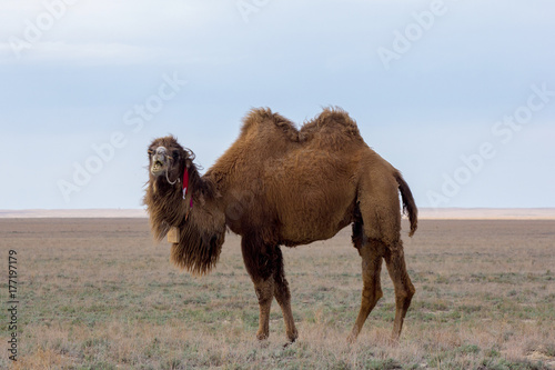 Domestic brown bactrian two-humped camel in desert of Kazakhstan
