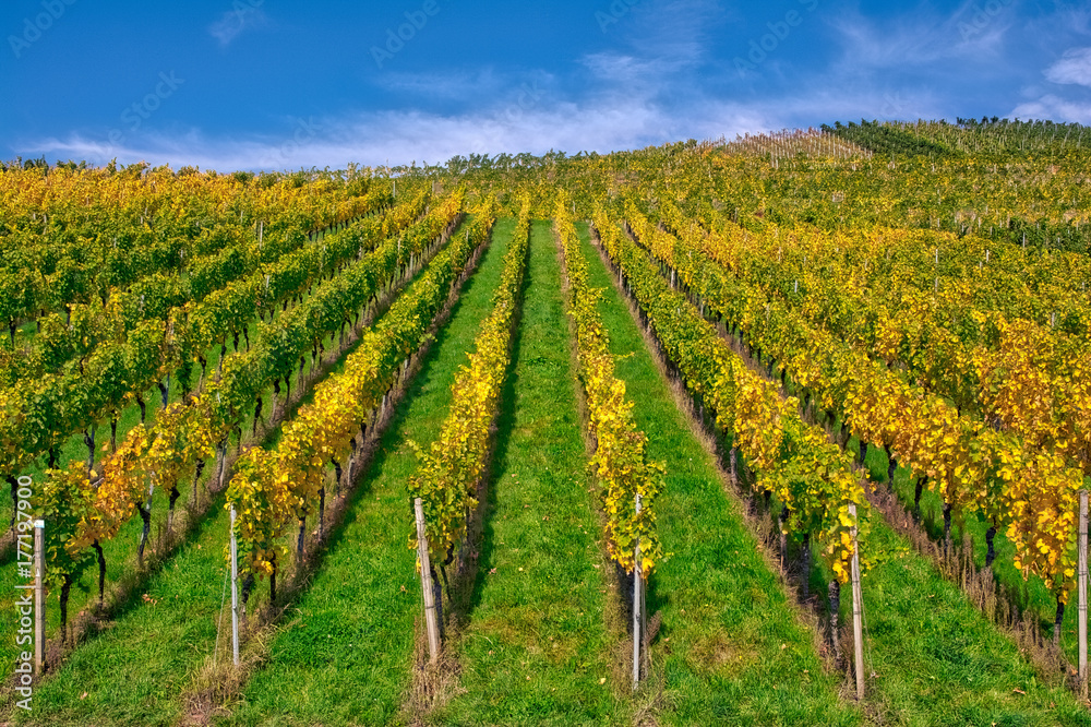 Vineyard Rows Wine Outdoors Daytime Changing Seasons Fall Autumn Leaves Colorful Farming Agriculture Warm Colors