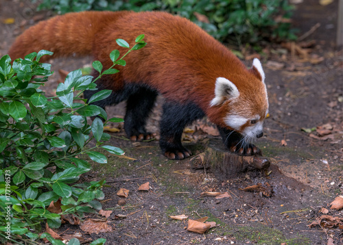 Red Panda Foraging on the Ground