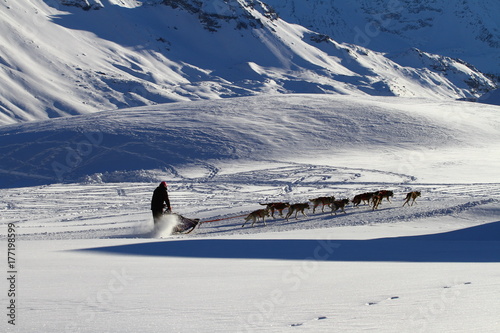 SLED DOG IN WINTER MOUNTAIN LANDSCAPE photo