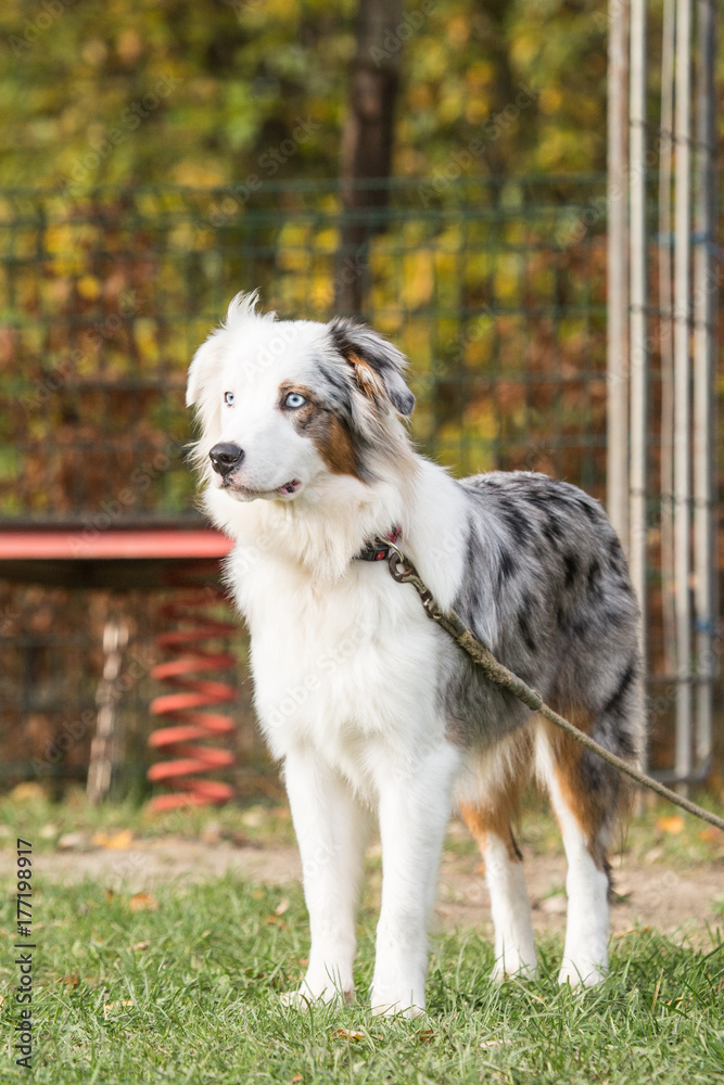 Border collie Border collie