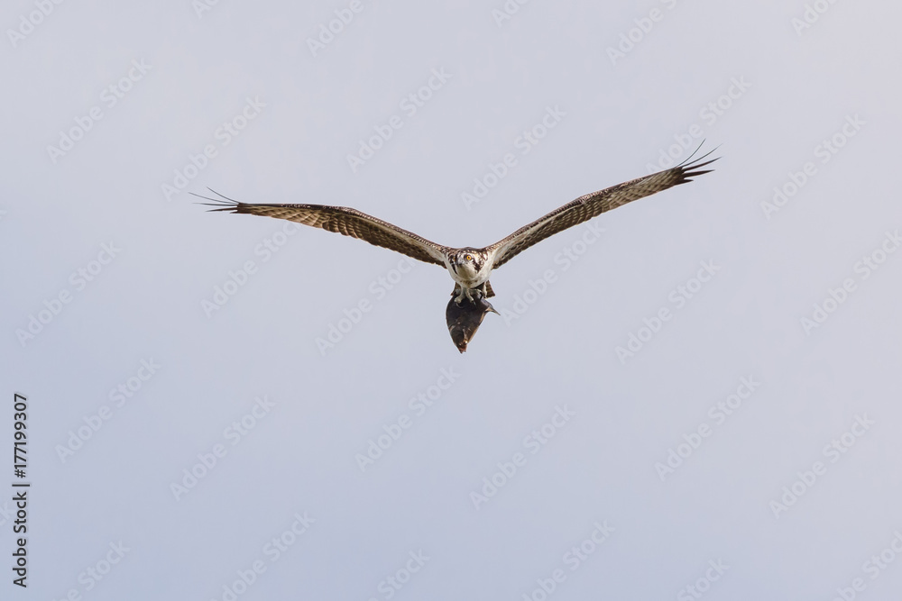 Osprey with fish Osprey with fish