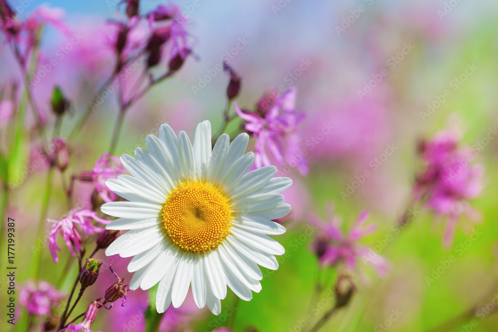 Obraz premium Chamomile among flowers