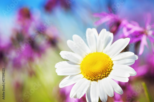 Chamomile among flowers