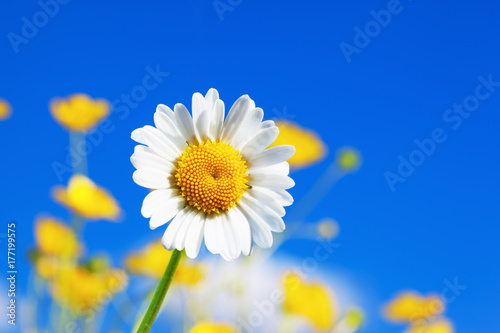 Chamomile among flowers