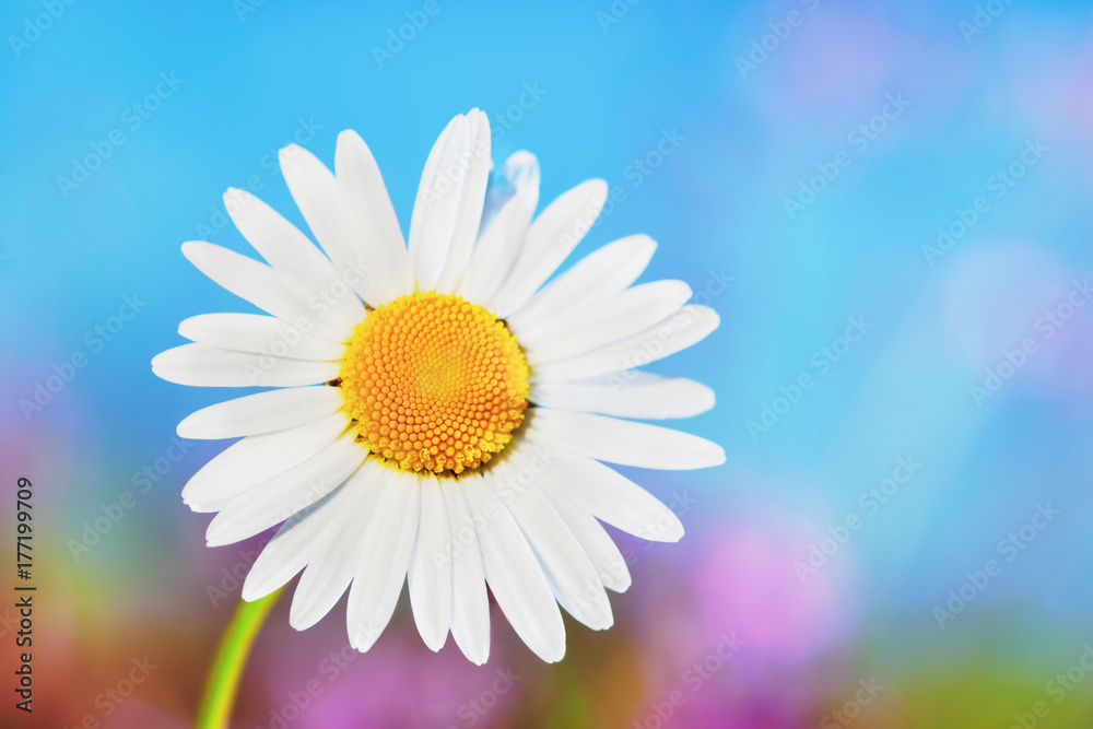 Naklejka premium Chamomile among flowers