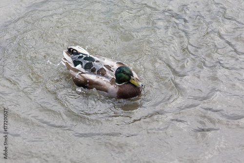 mallard duck bathing