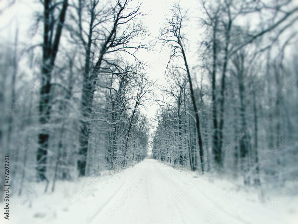 Obraz premium Winter forest in snow