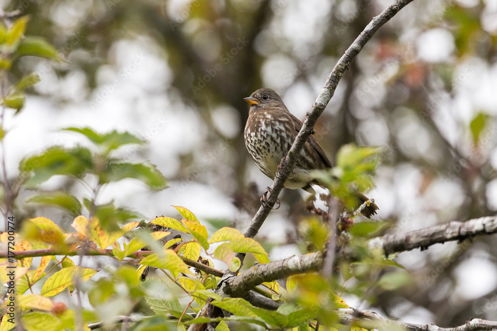 Fox sparrow bird Fox sparrow bird