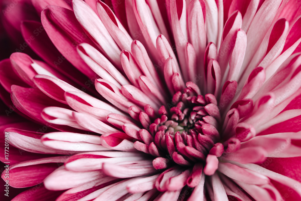Macro of center of pink chrysanthemum flower Macro of center of pink chrysanthemum flower