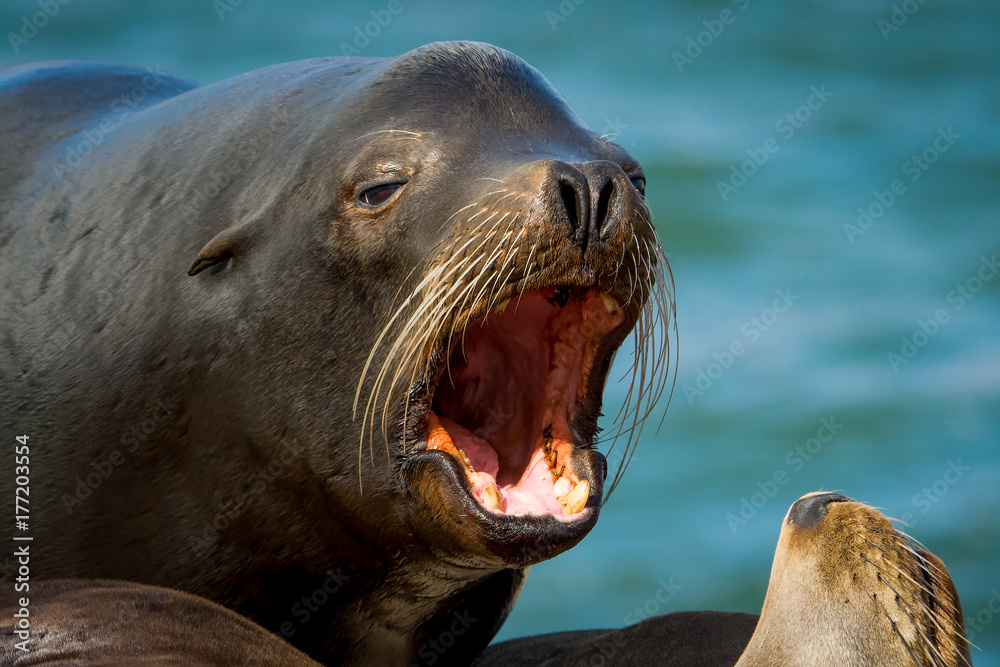 Fototapeta premium Barking Sea Lion Bull