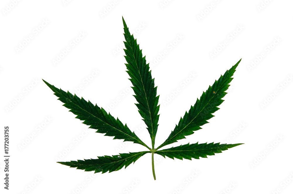 Leaf of the cannabis plant isolated on white Leaf of the cannabis plant isolated on white