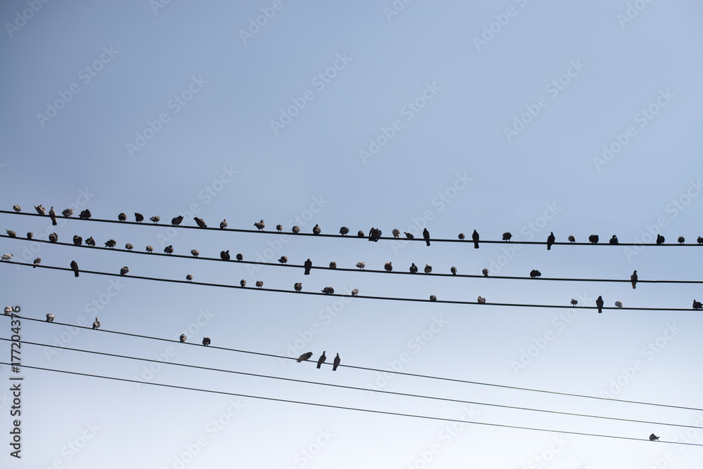 Birds on the wire Birds on the wire