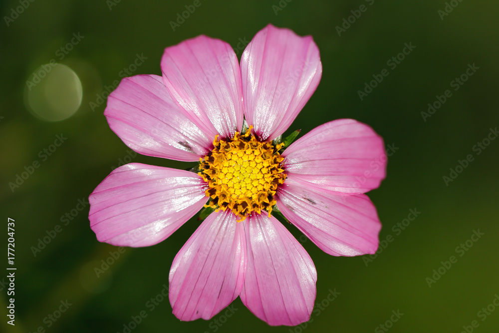 Pink flower Pink flower