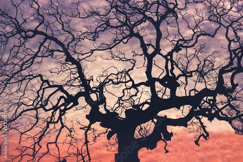 Obraz Nagie drzewo