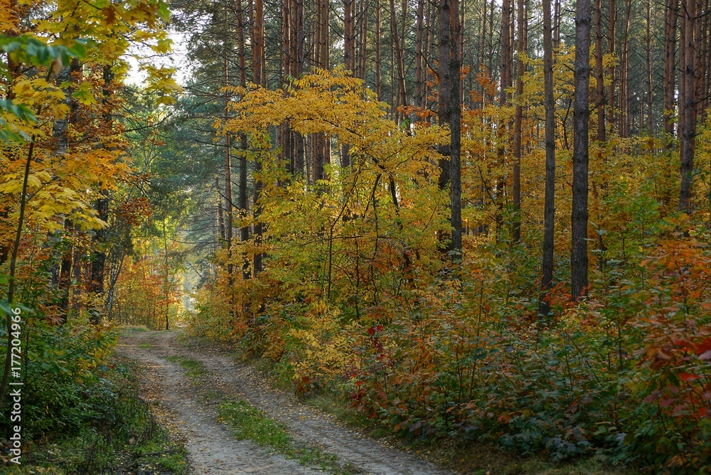 Obraz premium Песчаная дорога вдоль сосен и растительности с цветными листьями