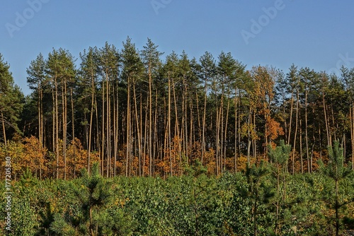 опушка леса с соснами и лиственные деревья с коричневыми листьями