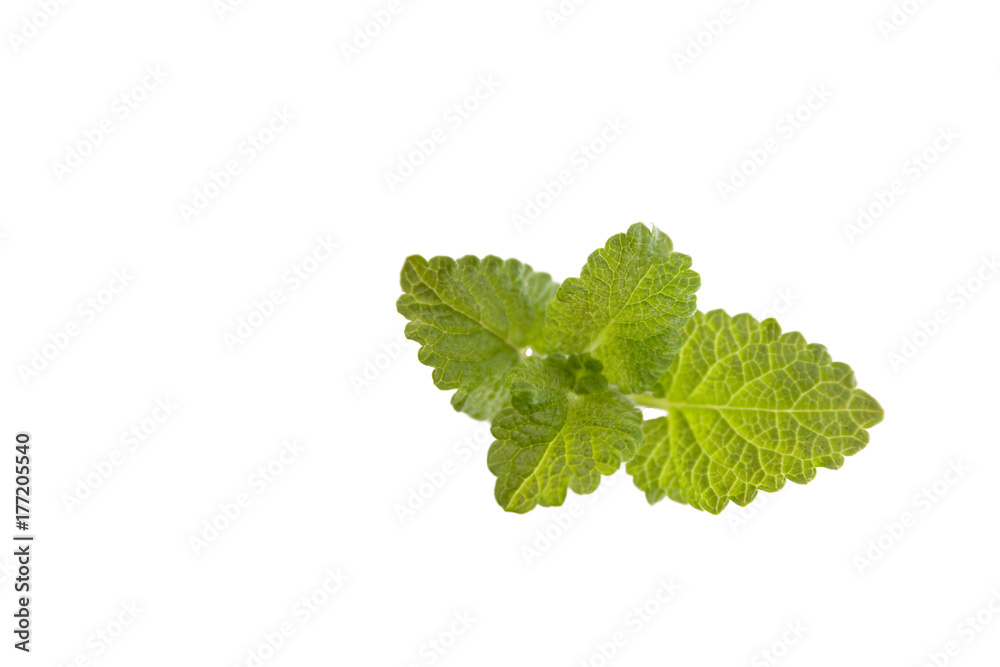 Mint on white background, aromatic herbs. Mint on white background, aromatic herbs.