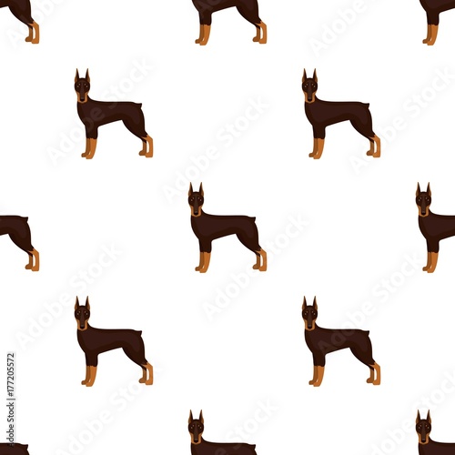 Doberman, single icon in cartoon style.Doberman, vector symbol stock illustration web.