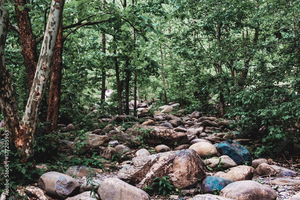 Fototapeta premium Riverbed Rocks in Forest
