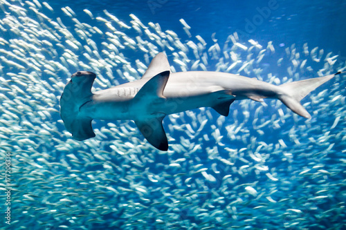 Scalloped hammerhead shark surrounded by fish © Dusseauphoto