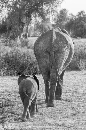 Elephant walking with her offspring photo