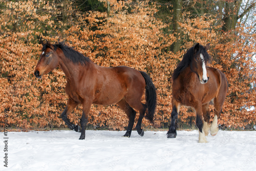 Pferde im Schnee bei Herbstlaub Pferde im Schnee bei Herbstlaub