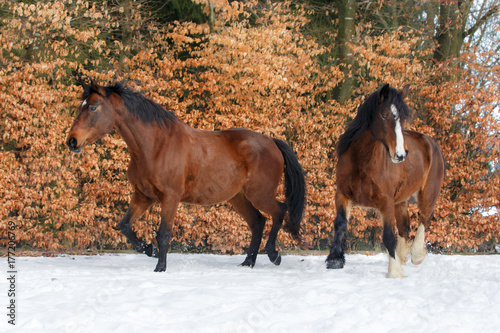 Pferde im Schnee bei Herbstlaub
