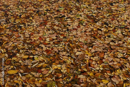 опавшие коричневые и жёлтые листья на воде озера