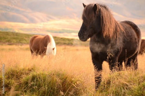 Icelandic horses photo