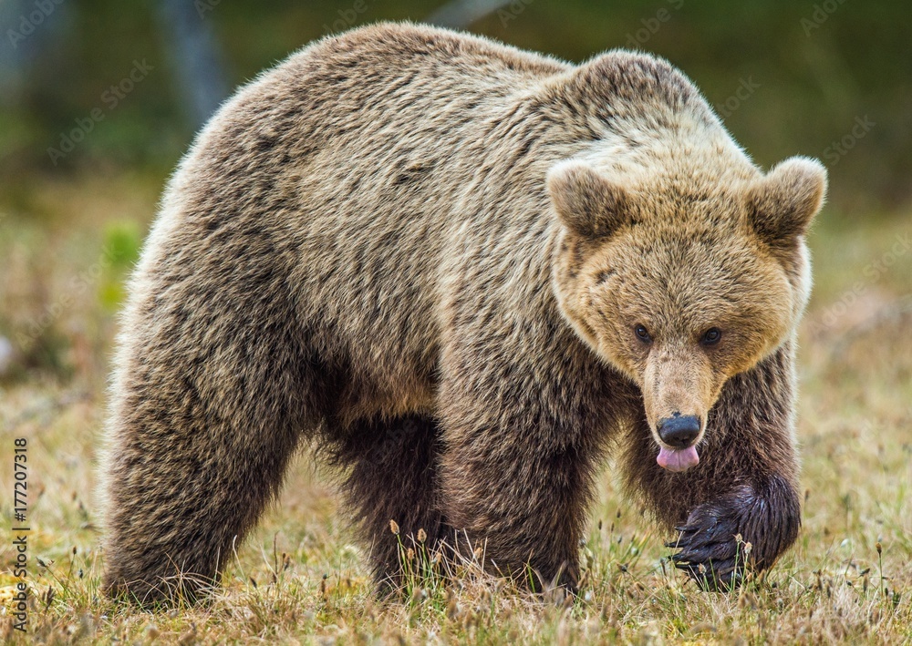 Wild adult Brown Bear ( Ursus Arctos ) in the summer forest. Green natural background