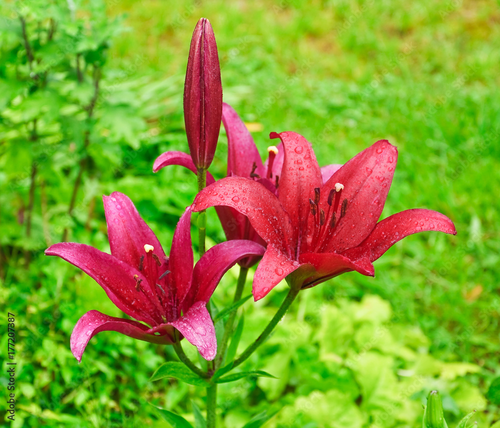 Red Lily (Lilium) in the water droplets after the rain Red Lily (Lilium) in the water droplets after the rain