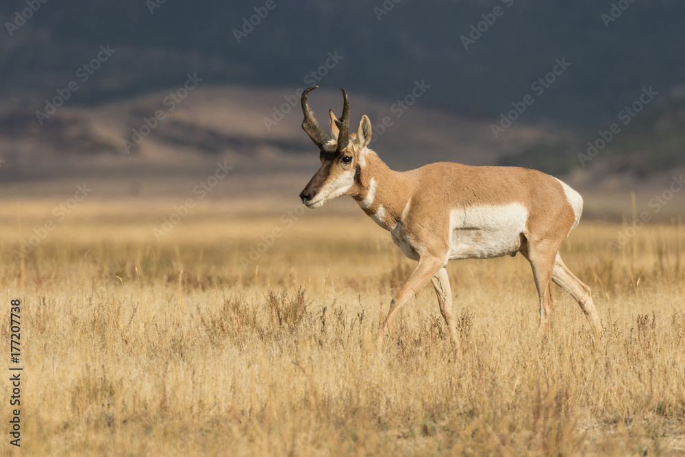 Pronghorn Antelope Buck Pronghorn Antelope Buck