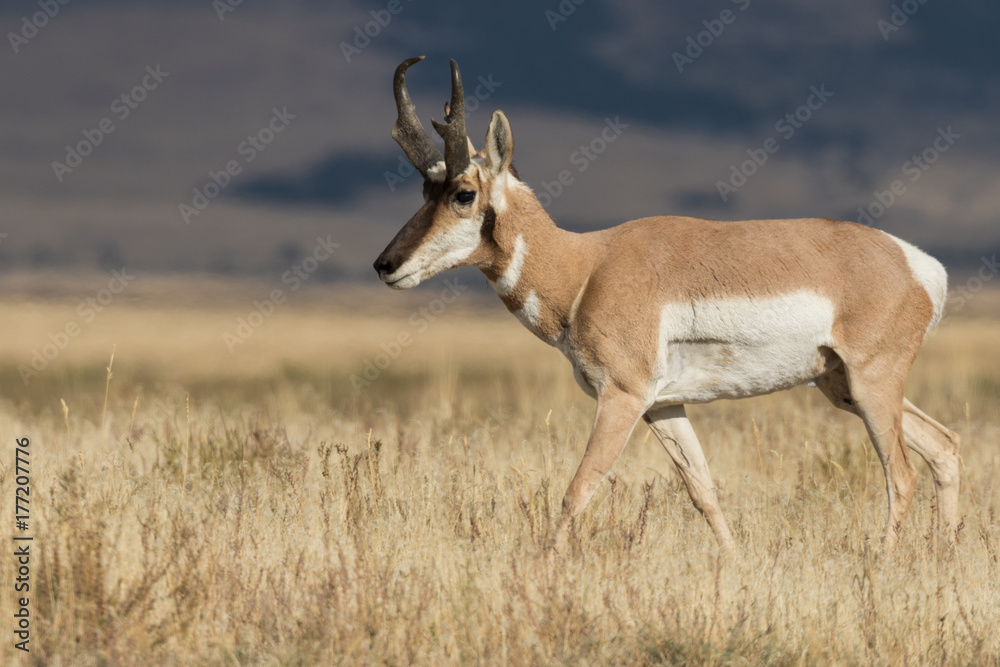 Pronghorn Antelope Buck