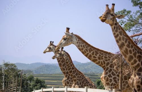Giraffe in the national zoo  Thailand